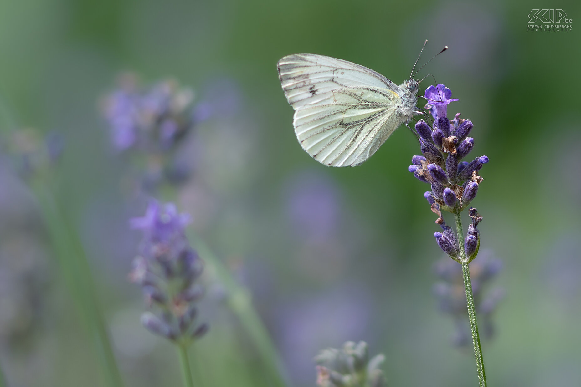 Vlinders - Klein koolwitje Klein koolwitje / Cabbage white butterfly / Pieris rapae Stefan Cruysberghs